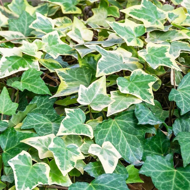 シルバーヘデラ 9cmポット 12個セット 品種で選べる リーフ 学名 Hedera helix ウコギ科ヘデラ属 耐寒性常緑つる性多年草 原産地 ヨーロッパ～西アジア 別名 ヘデラ ヘリックス サーク アイビー セイヨウキヅタ フユヅタ 冬蔦