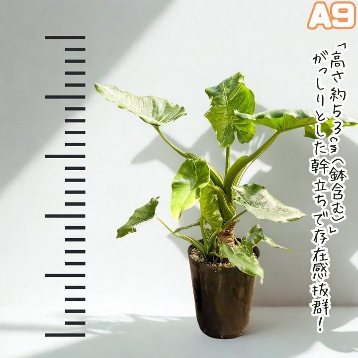 大株