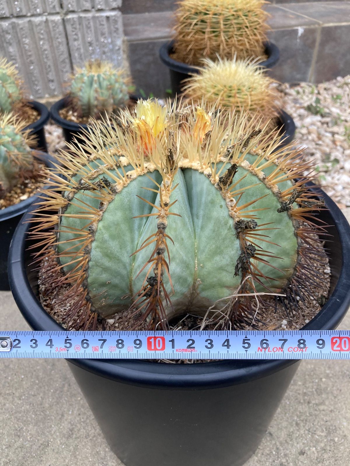 コスタボダ　ルッコラ　ボウル　ペア　未使用 コスタボダ ルッコラ ボウル ペア 未使用 コスタボダ ルッコラ ボウル