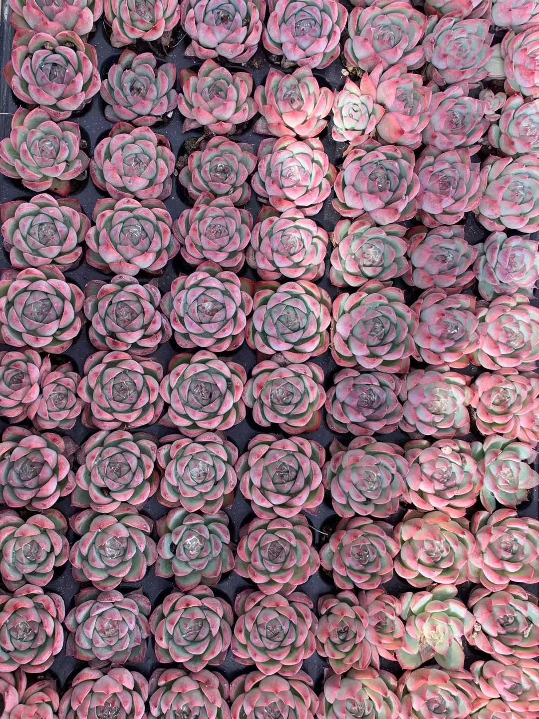 新入荷 土付き ピンククリスタル QS3×105苗 多肉植物 詰め合わせ エケベリア 韓国苗