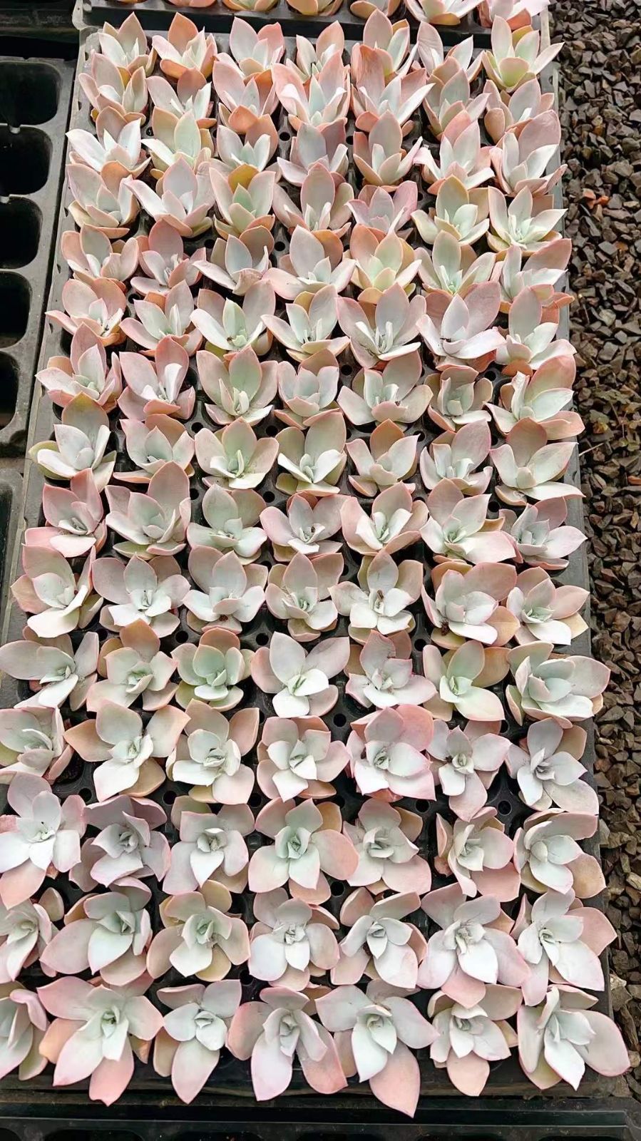 新発売 LL1020 カンテ 105苗セット 土と根付き 多肉植物