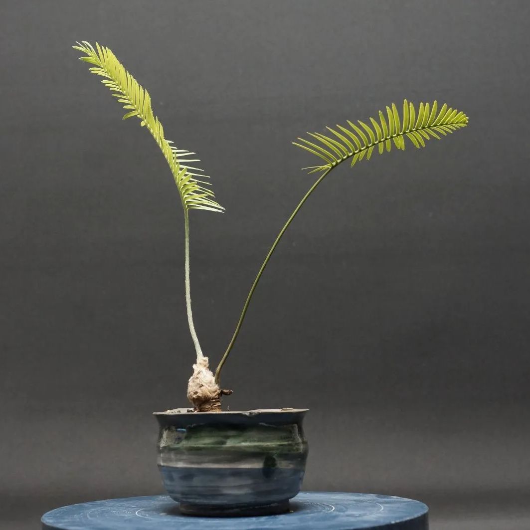 ディオーン エデュレ ディオーン・エデュレ | trigger