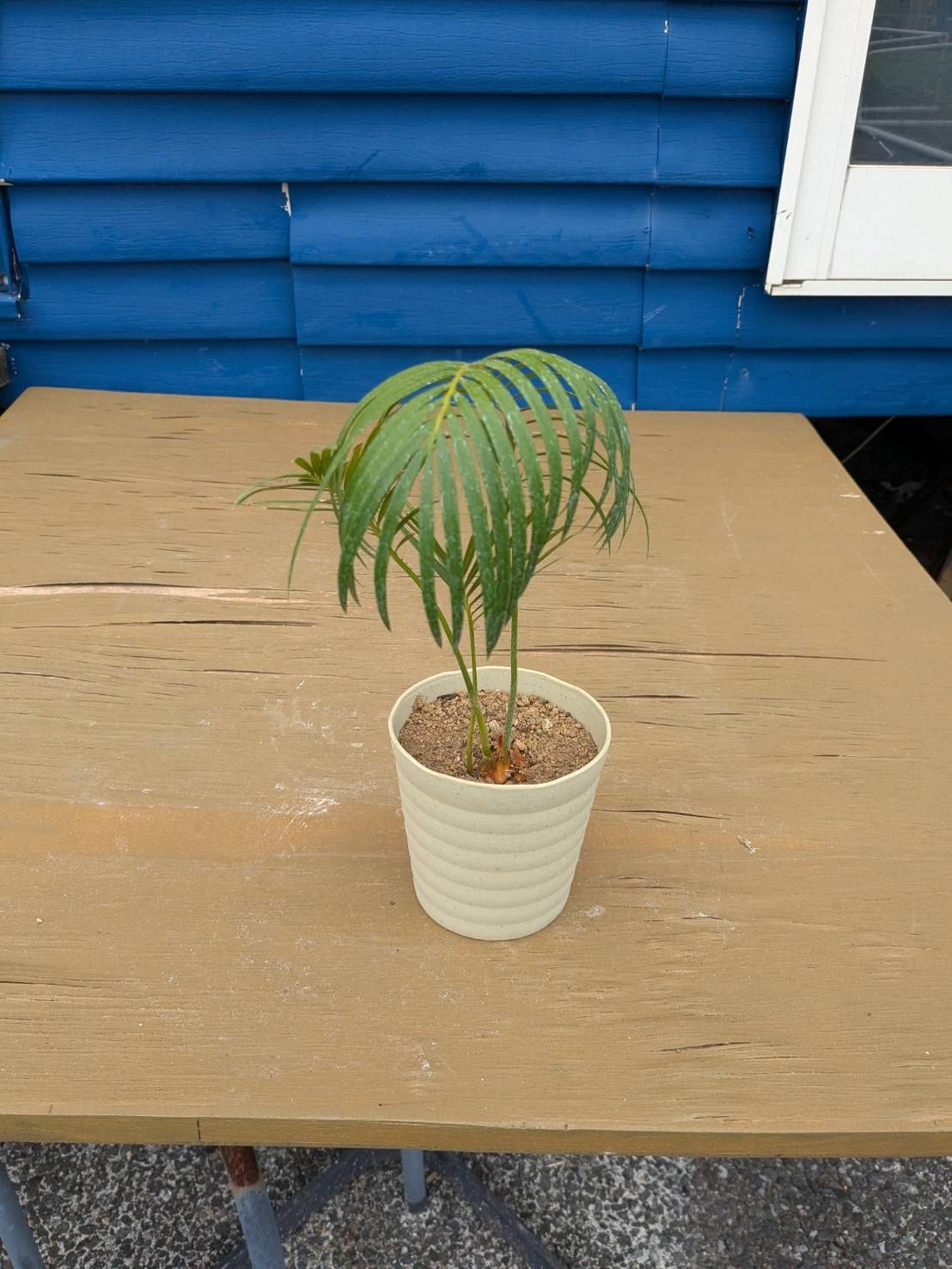 抜き苗発送】実生苗 ソテツ 蘇鉄 Cycas revoluta 2025-5-23-cr2 - メルカリ