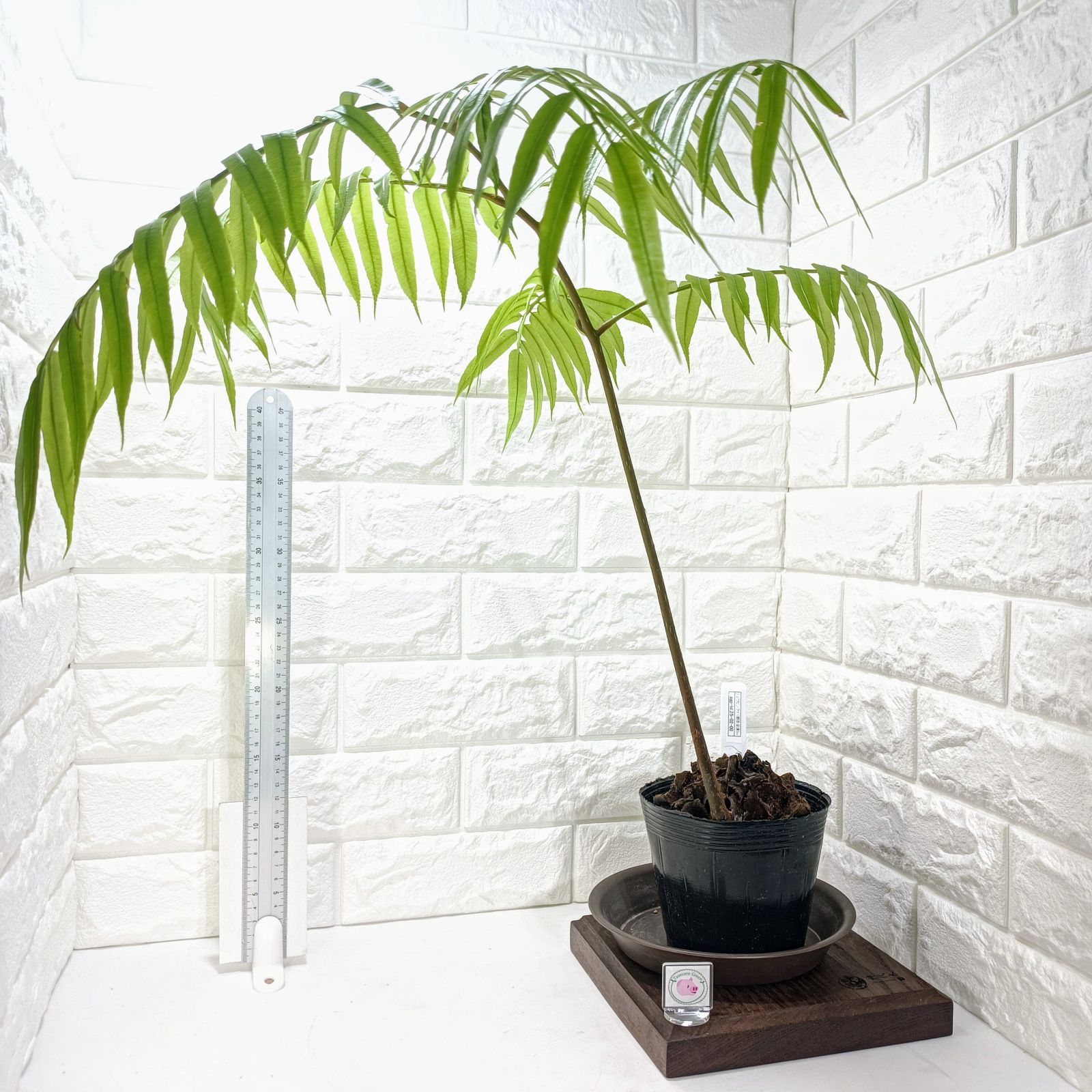 クワズイモ斑入り　アロカシアククラータ斑入り　イモ3点セット❗ クワズイモ⭐️斑入り クワズイモ斑入り アロカシアククラータ斑入り