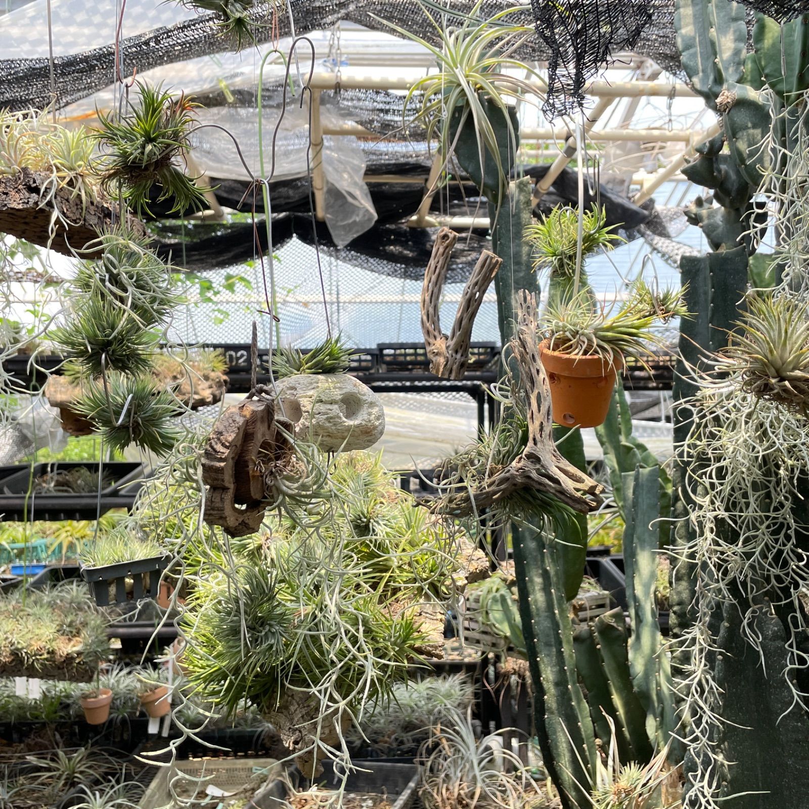 チランジア アエラントス アルバ Tillandsia aeranthos var. alba