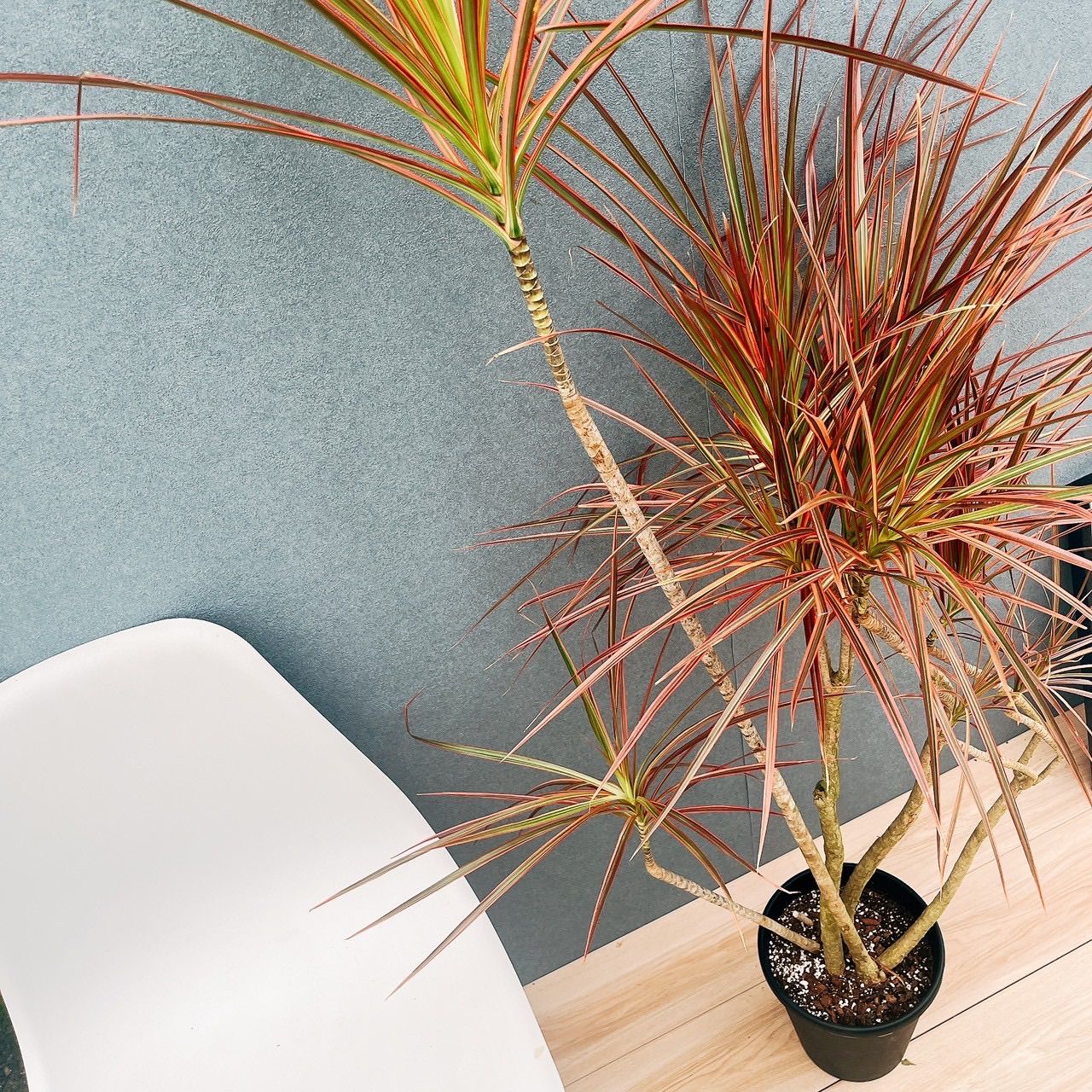 現品　ドラセナ　コンシンネ　トリカラー　28番　観葉植物　特大　インテリア　室内 現品 ドラセナ コンシンネ トリカラー 28番 観葉植物 特大 インテリア