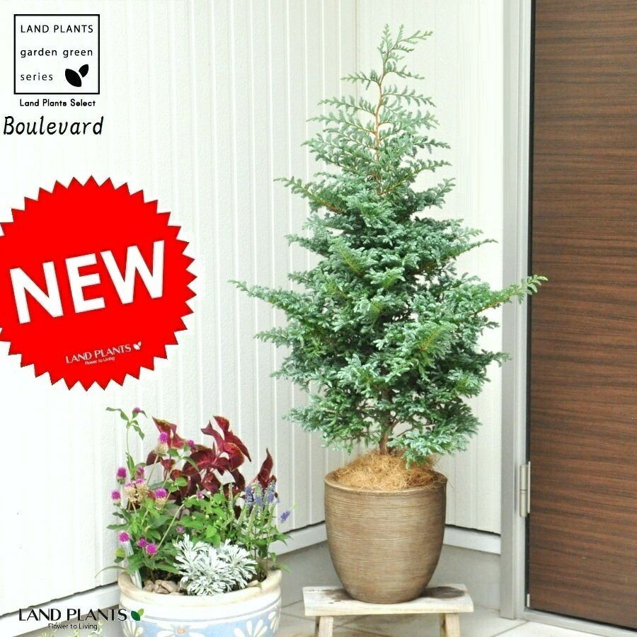 完売 天然野生＊とてもダイナミックな森の可愛い柊さん【柊