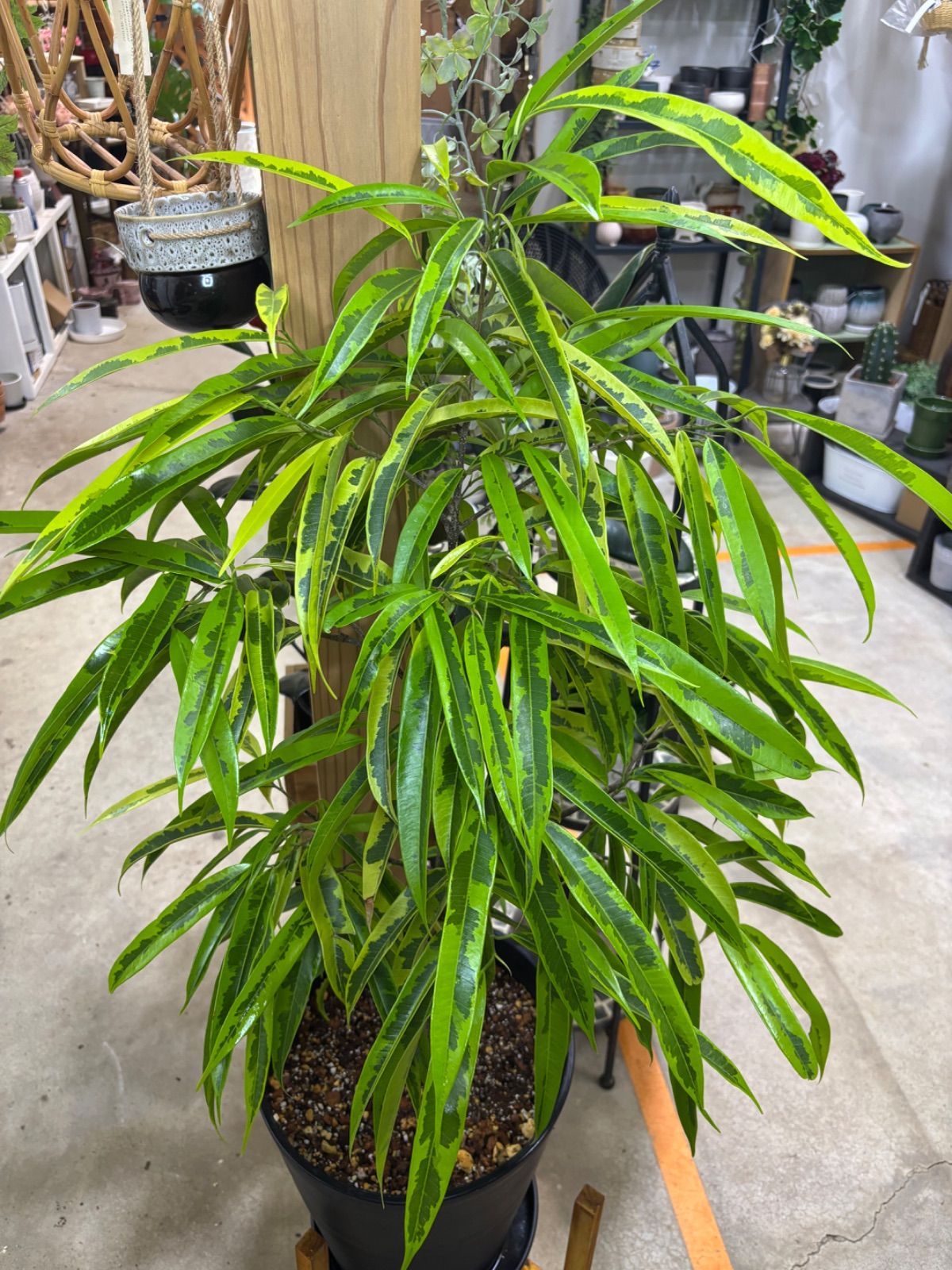 斑入り ショウナンゴム