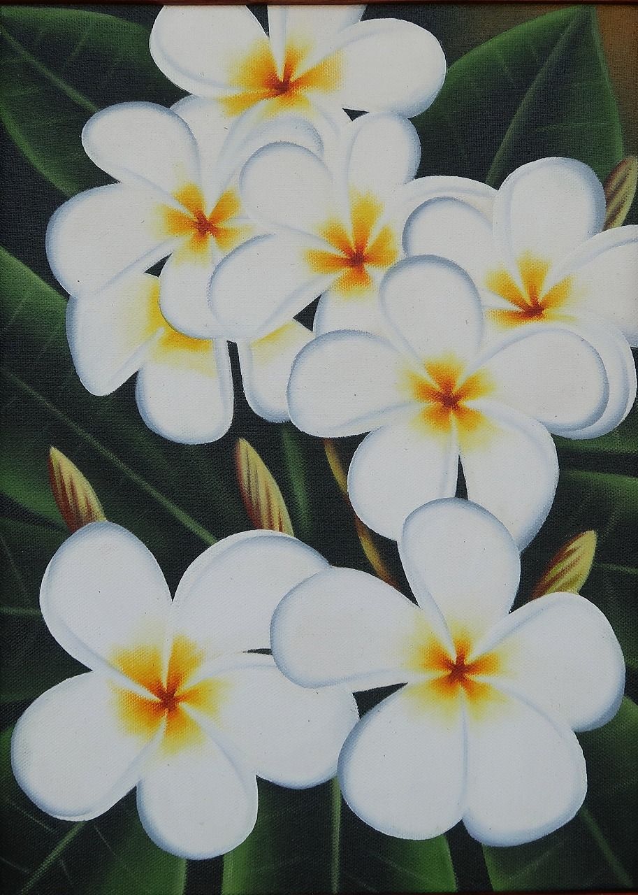 プルメリアの絵 ホワイト 42X52 絵画 花の絵 リゾート