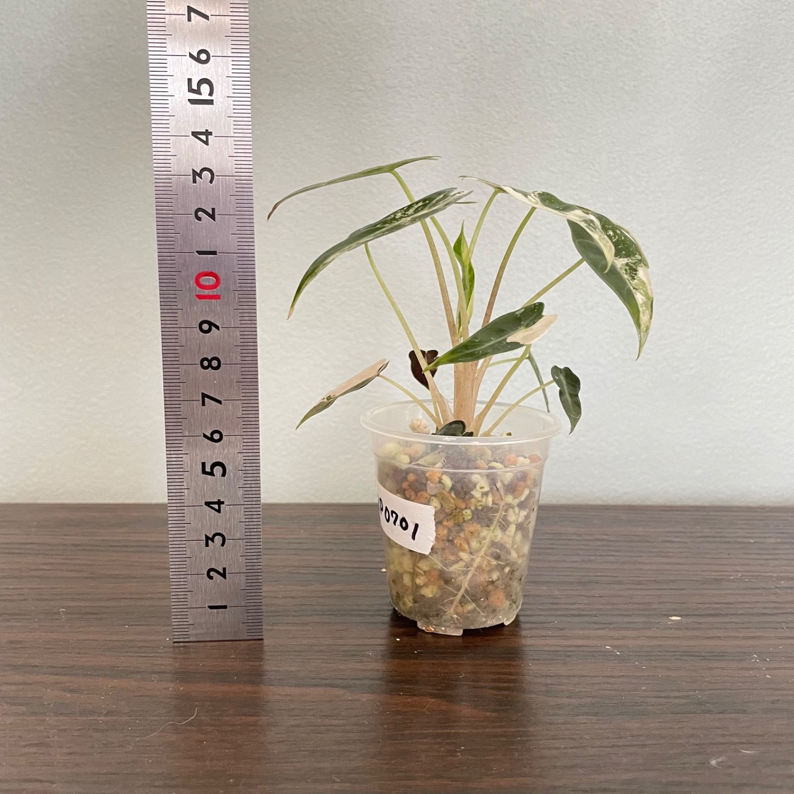 アロカシア バンビーノ ピンク斑入り Alocasia Bambino pink Variegated WWW_OLIVIERBERNSTEIN_COM