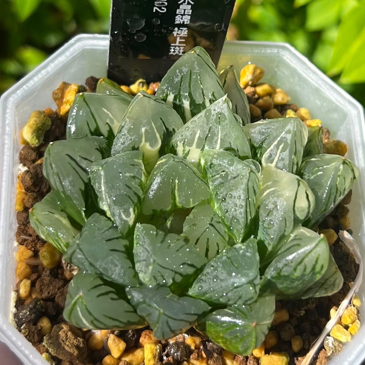 ハオルチア ピンキー錦 極上斑 【公式通販】