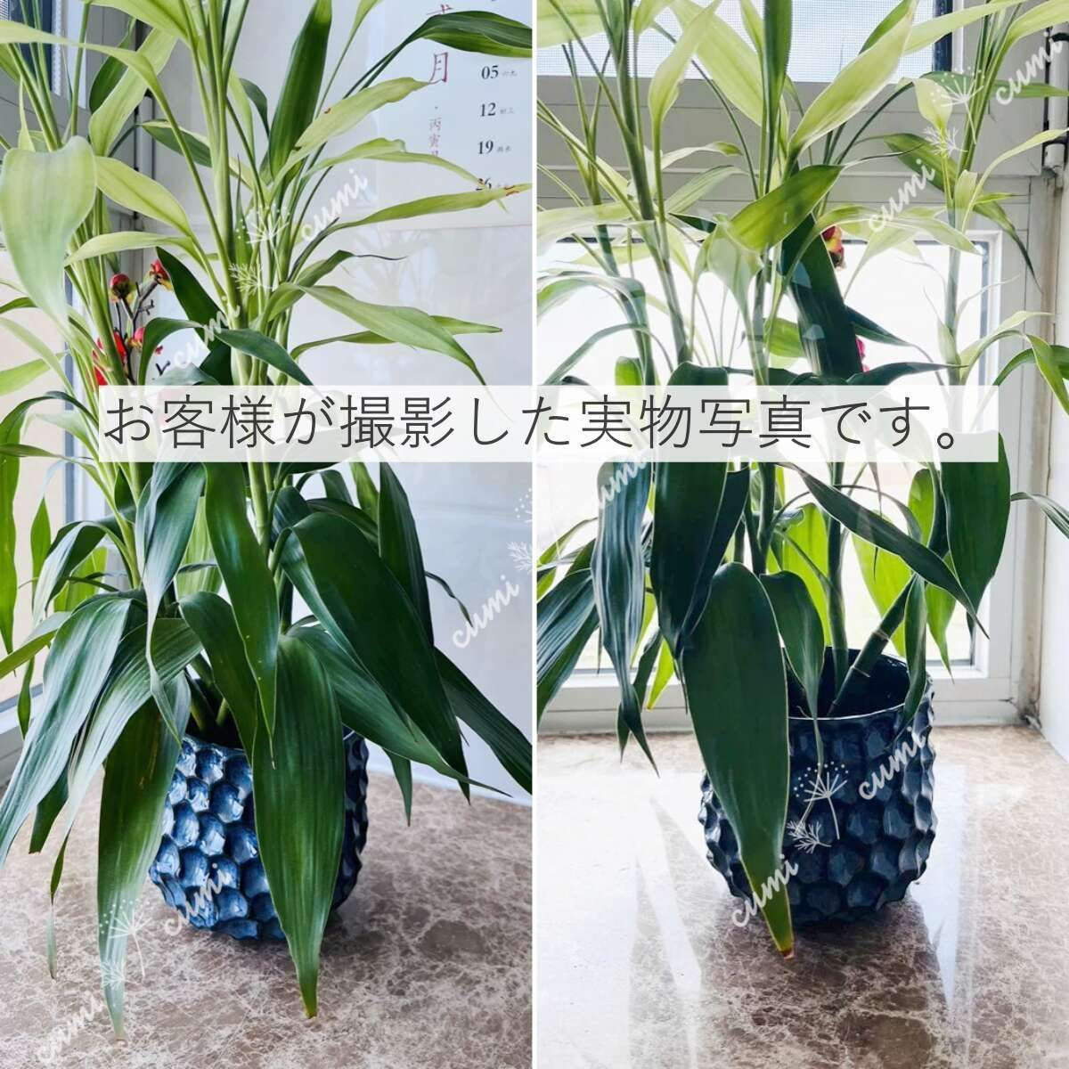 N0178 アメリカ 凹凸 立体 ブルー 植木鉢 おしゃれ 北欧 室内 N0178 アメリカ 凹凸 立体 ブルー 植木鉢 おしゃれ 北欧 室内