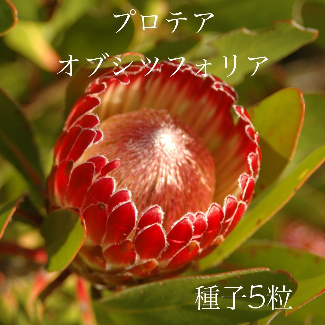 Protea obtusifolia プロテア オブシツフォリア 種子5粒＆スモークペーパーセット オージープランツ - メルカリ