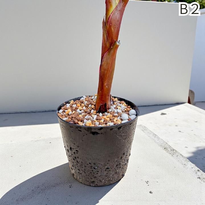 ピンク斑入りバナナ B2