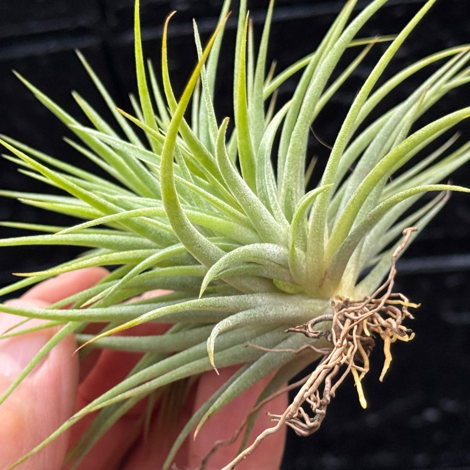 特大＊チランジア イオナンタ ファットボーイ Tillandsia ionantha Fat