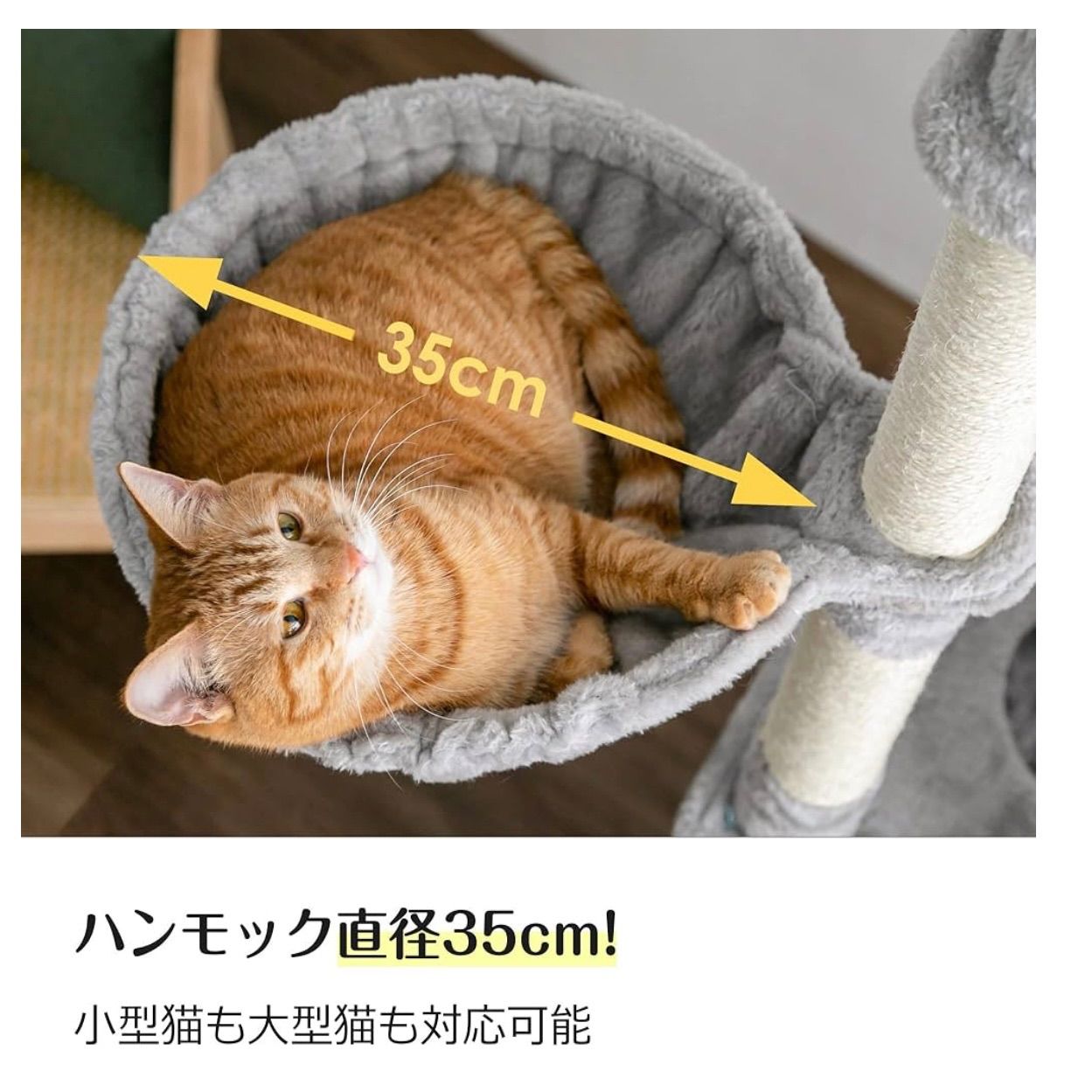 子猫 シニア