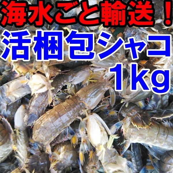 活梱包「海水ごと輸送！蝦蛄海老 1ｋｇ（20-32匹）シャコエビ しゃこえび シャコ刺身 蝦蛄刺身 刺し身 シャコの寿司に ボイルシャコに 漁師直送 活きて到着の可能性あり 活魚【100】