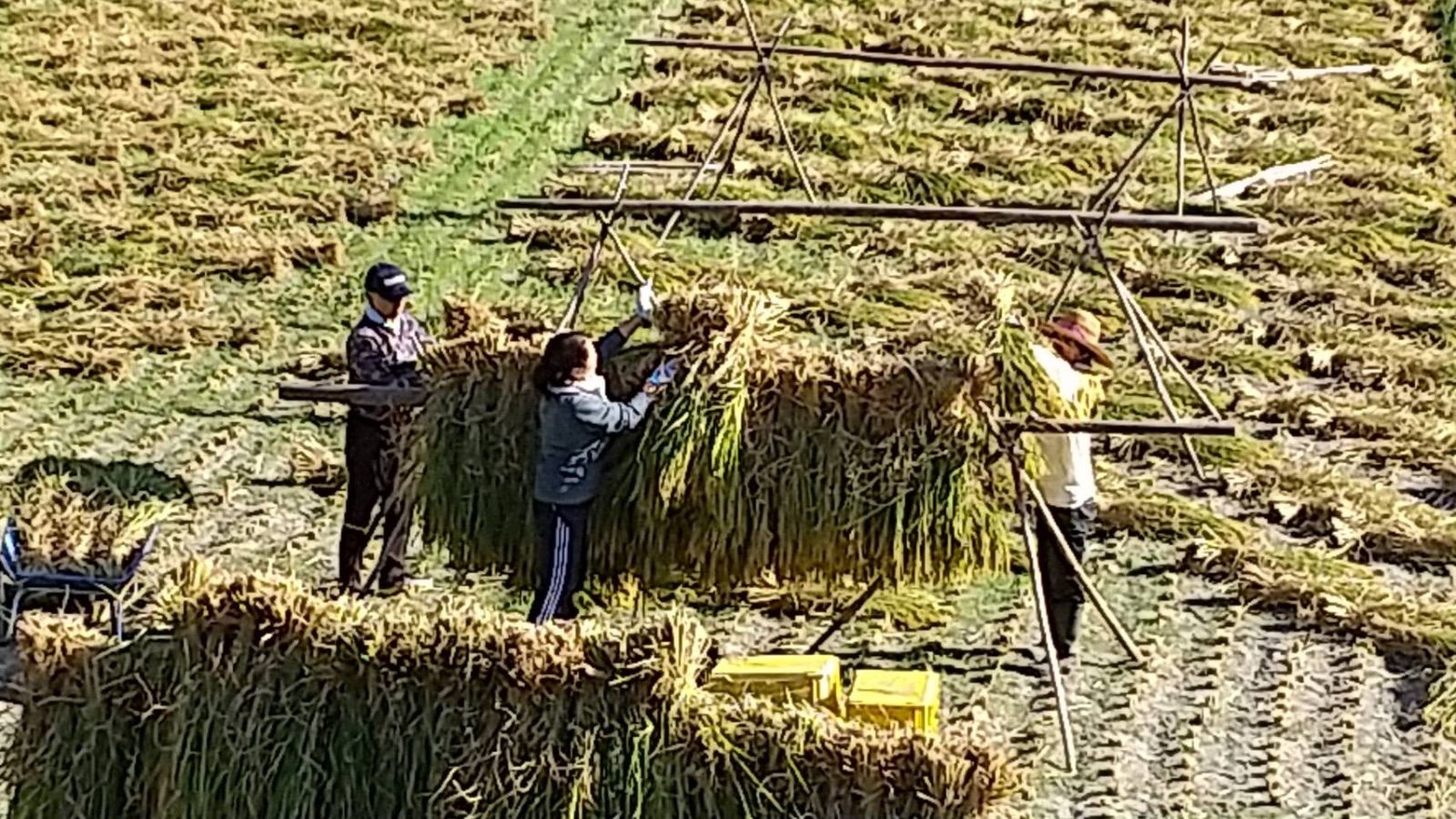 天日干し 生きものいっぱいで地球に優しい朝日米 ２キロ令和5年産 - メルカリ