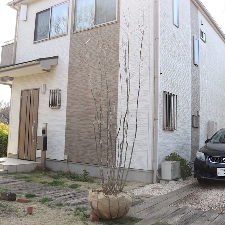 株立】3m アオダモ - メルカリ