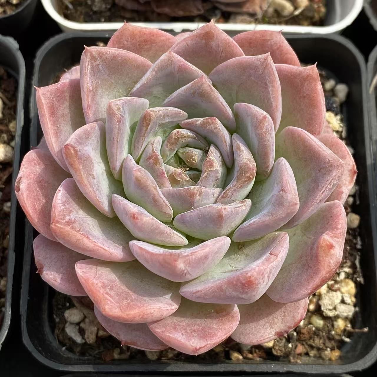 54株抜き苗セット】アメージンググレース 多肉植物 佐川急便発送