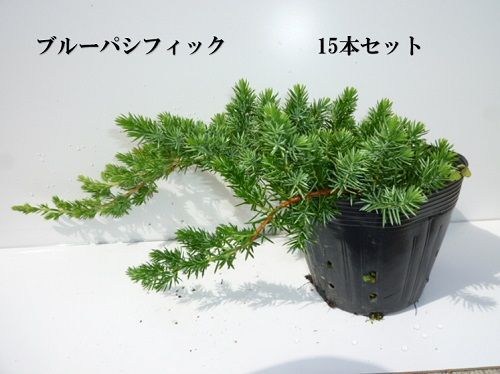 15本セット ブルーパシフィック長さ30cm前後15cmポット