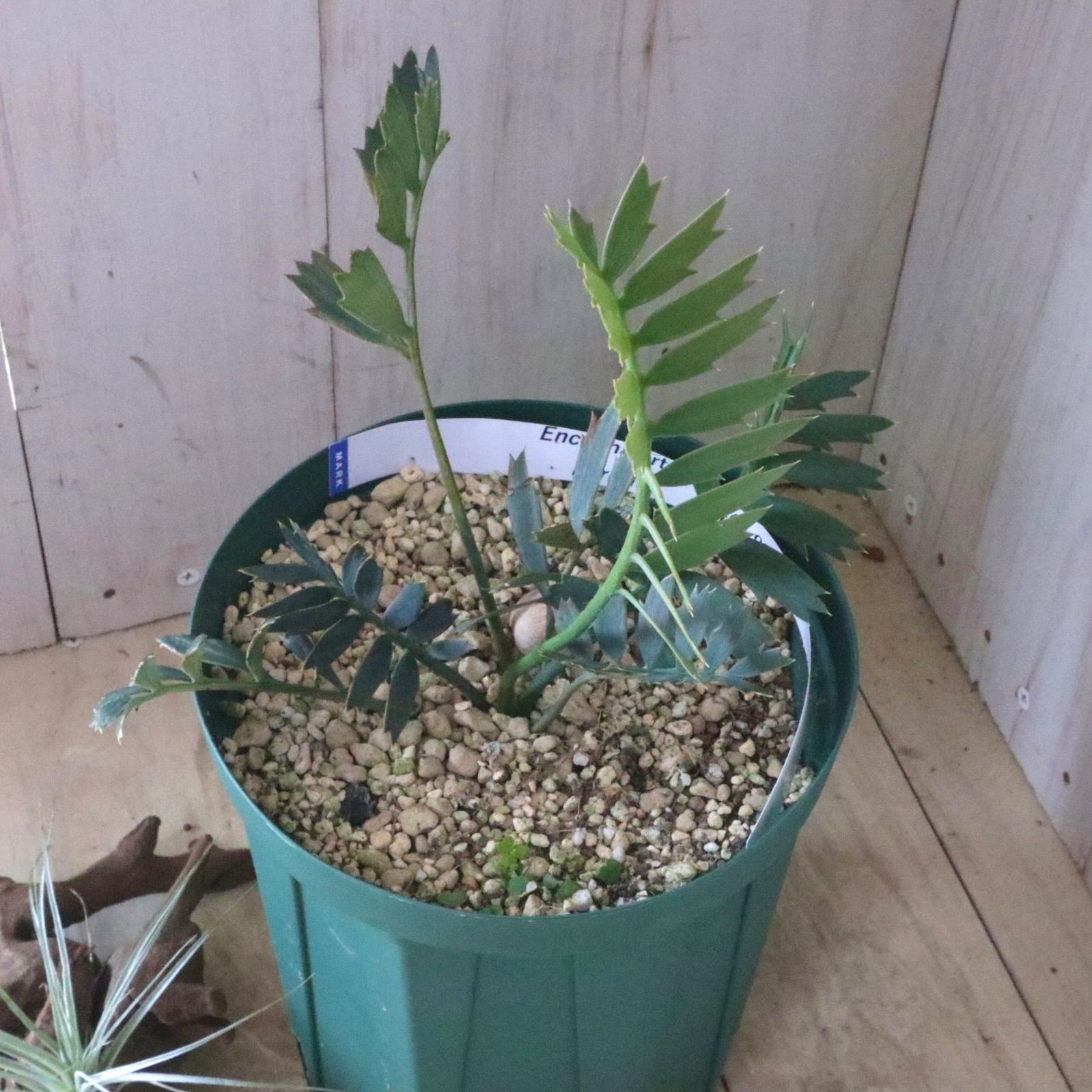 現品♡絶滅種♡ヒメオニソテツ♡ エンセファラルトス ホリダス♡ 現品♡絶滅種♡ヒメオニソテツ♡ エンセファラルトス ホリダス