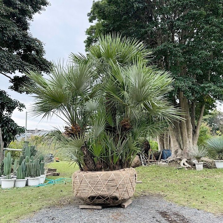 良樹形】 チャメロプス チャメロップス - メルカリ