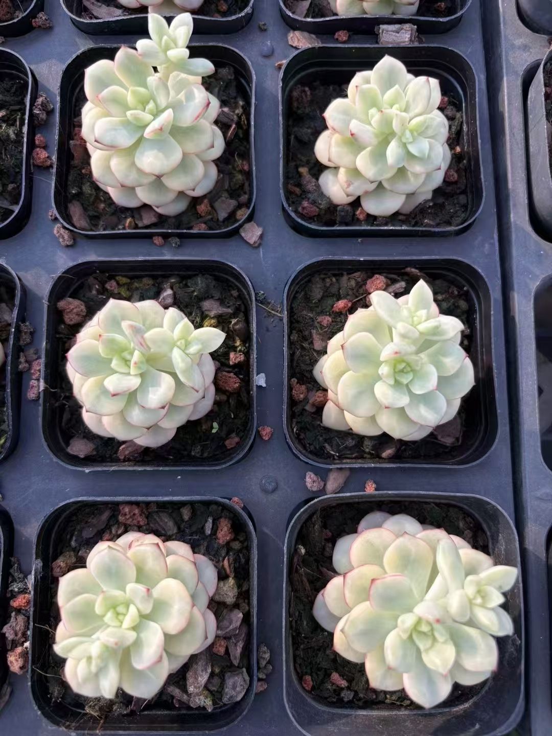 抜き苗 タンゴ錦 XJB502×50株 ふっくら 多肉植物 エケベリア