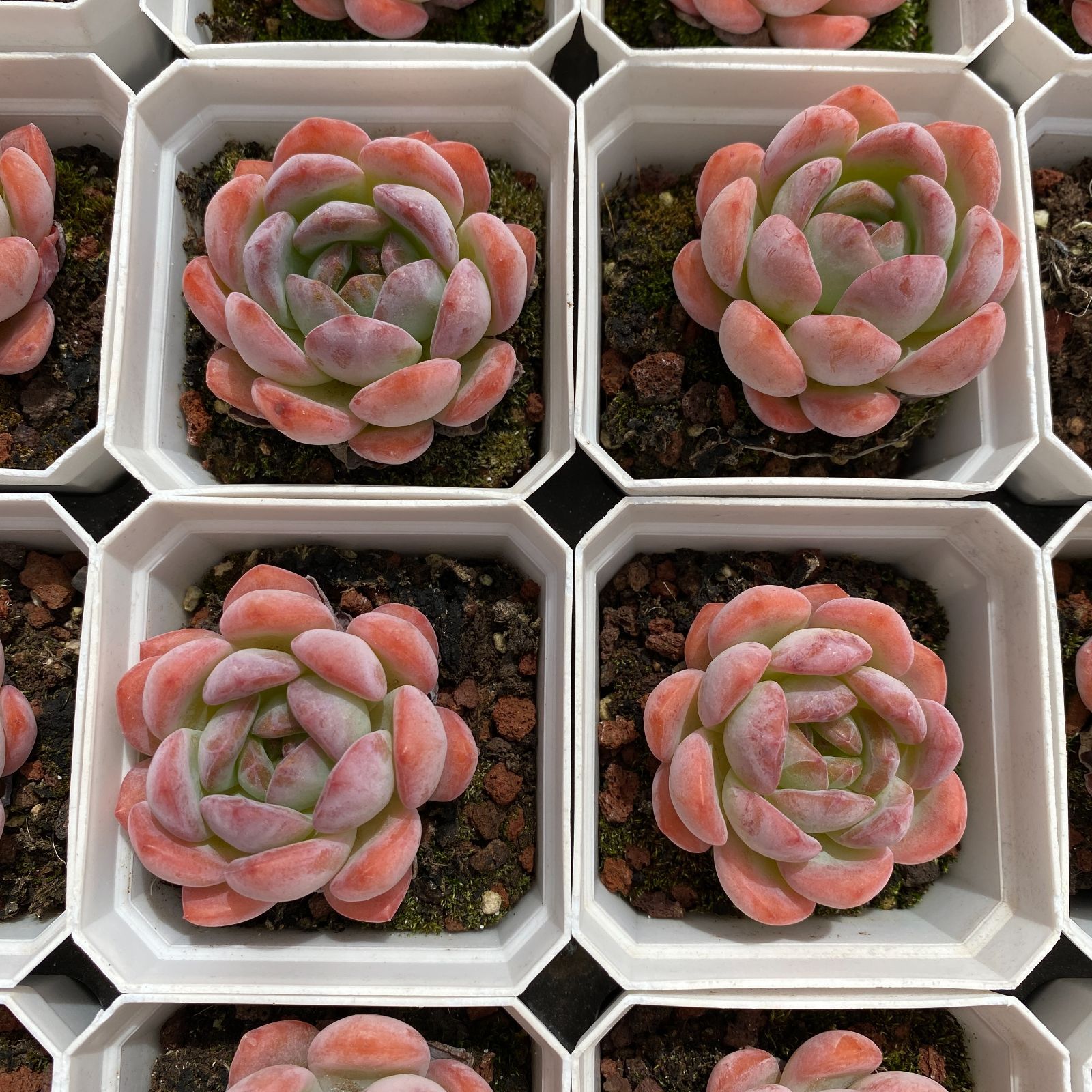 タントウ 抜き苗