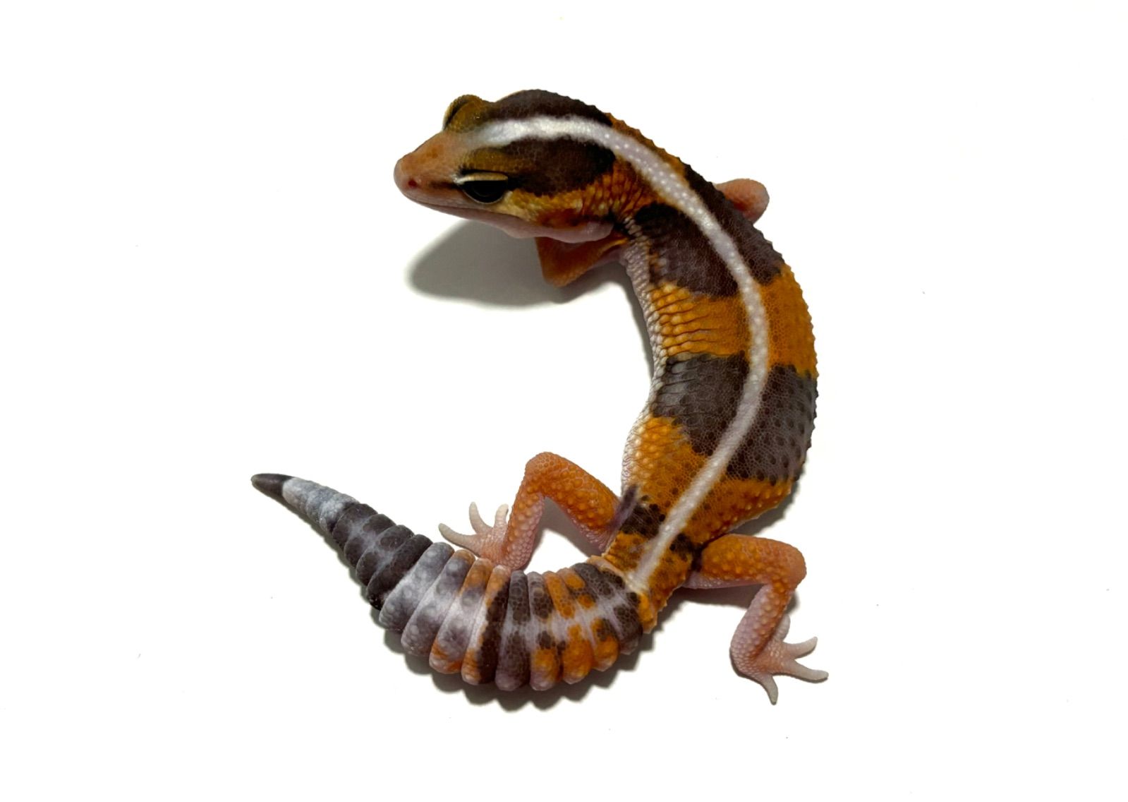 冷凍イエコML約3000匹1kg冷凍コオロギ