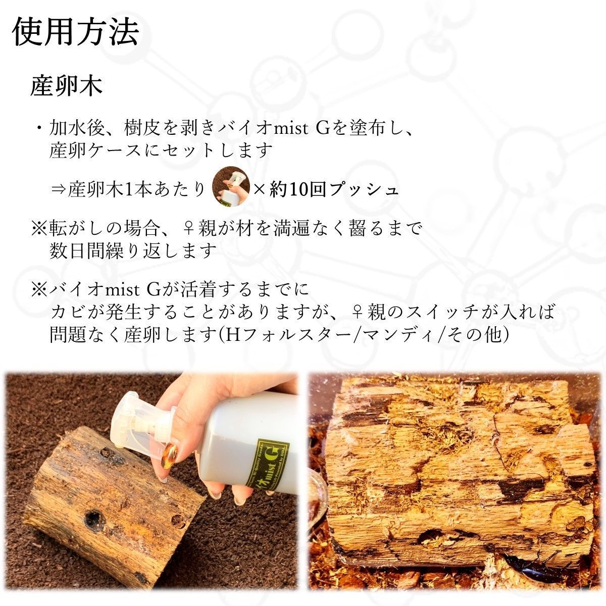 dda クワガタ