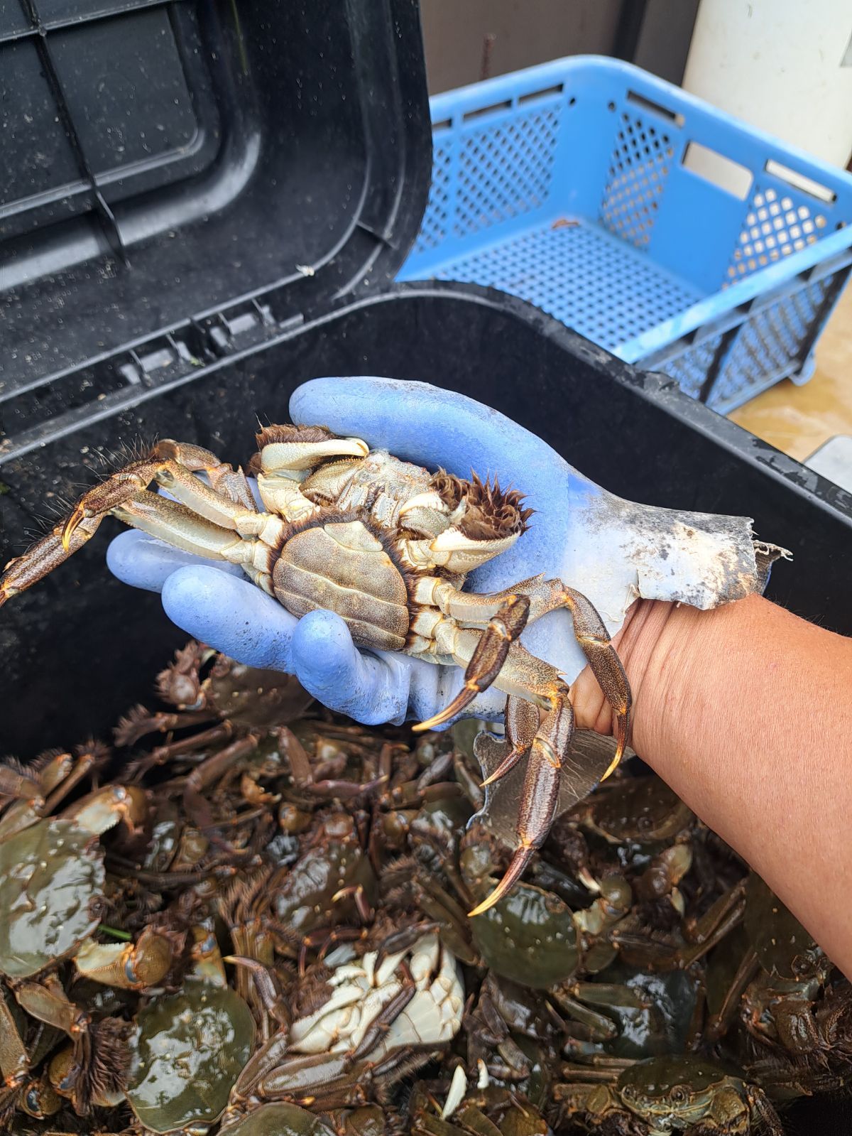 活け モクズガニ (メス)21～24匹3kg以上 特大サイズ 山陰地方 日本海 川カニ 川ガニ 川かに - メルカリ