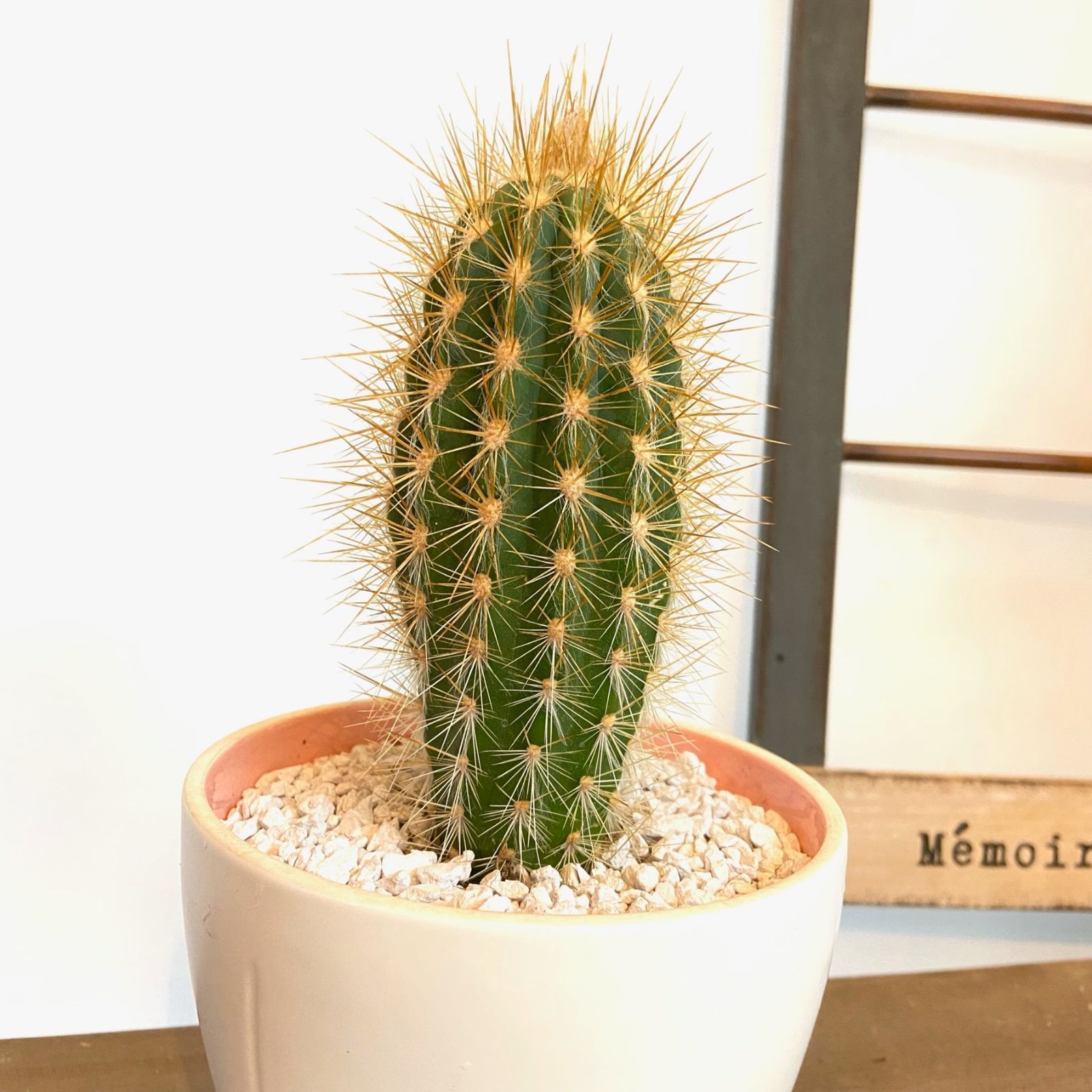 超特良！ギムノカリキウム 摩天竜x黒刺天平丸 実生 鉢ごと発送 サボテン 超特良！ギムノカリキウム 摩天竜x黒刺天平丸 実生 鉢ごと発送 サボテン