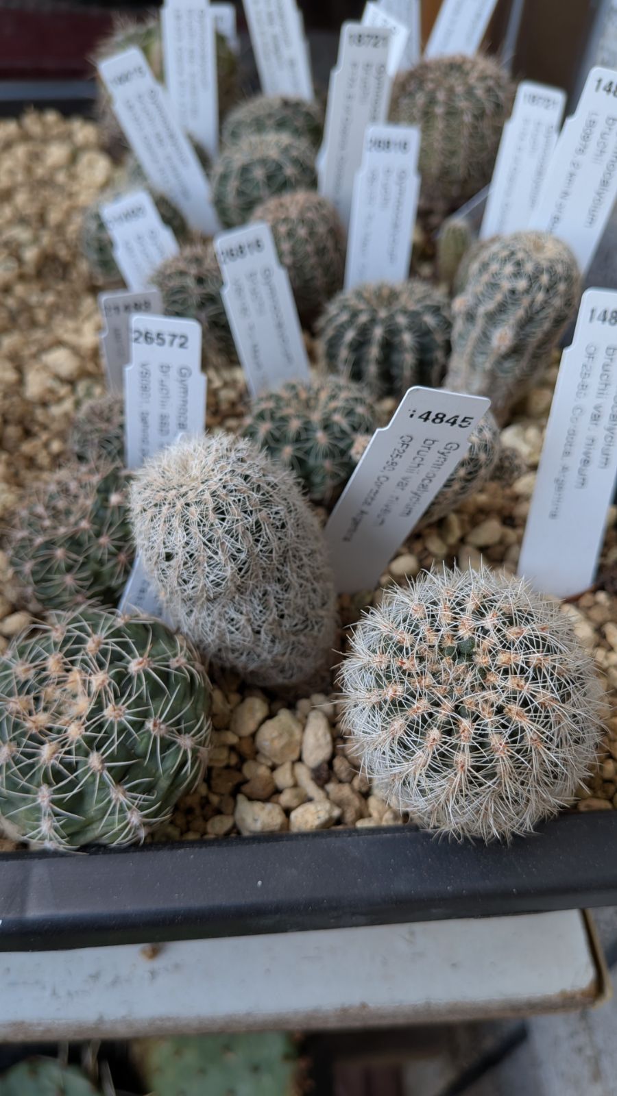 【90％OFF超高級ブランド】 ナッシーさま ギムノカリキウム 苗フルセット ブルチー アンド エ モスティ