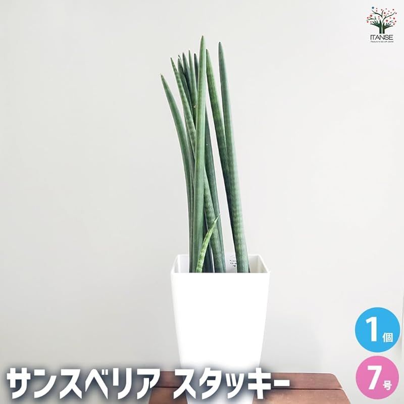 ITANSE サンスベリア スタッキー 7号 1個売り 品種で選べる観葉植物 学名 Sansevieria stuckyi リュウゼツラン科 非耐寒性観葉植物 流通名 センセベリア トラノオ ツツチトセラン 乾燥に強く 丈夫で育てやすい品種です 内側