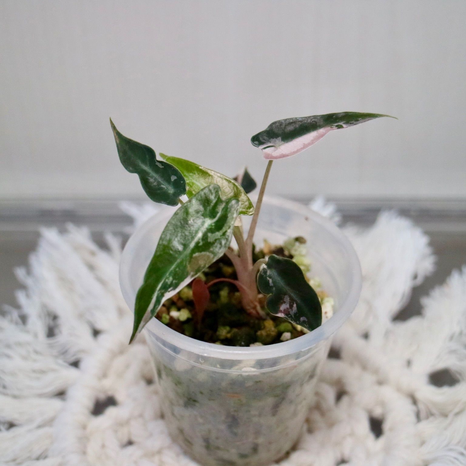 アロカシア バンビーノ ピンク斑入り Alocasia Bambino pink