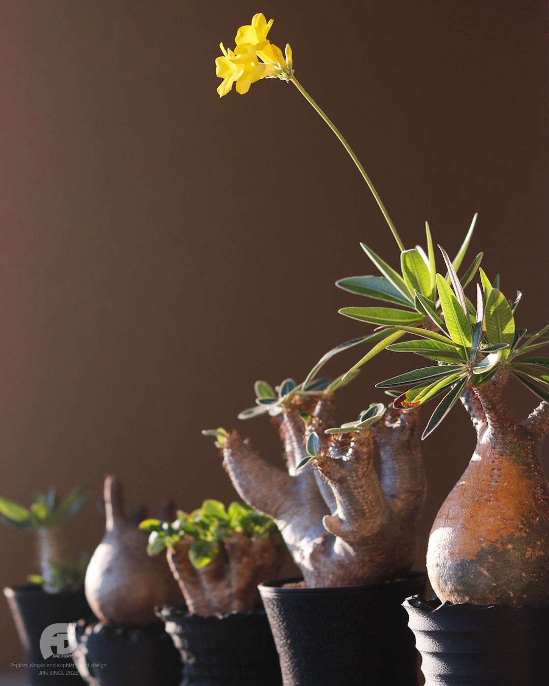 Adv-040(130×97) 植木鉢 おしゃれ 水捌け シンプル 黒 プラ鉢 多肉植物