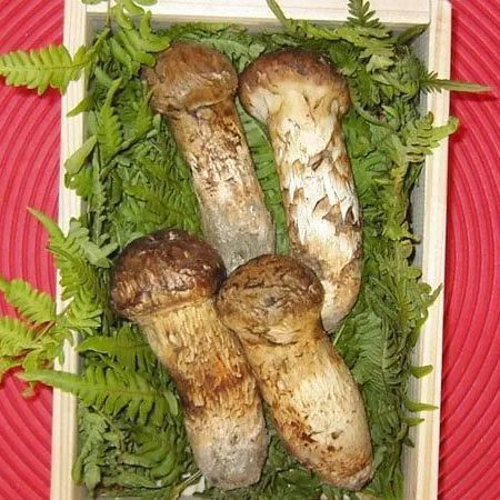 国産 岩手県産 特秀品 天然 大つぼみ 松茸 約300g前後 本数 3 5本 御中元 御供え 贈答用 誕生日祝い 国産松茸 岩手県産 品 まつたけ