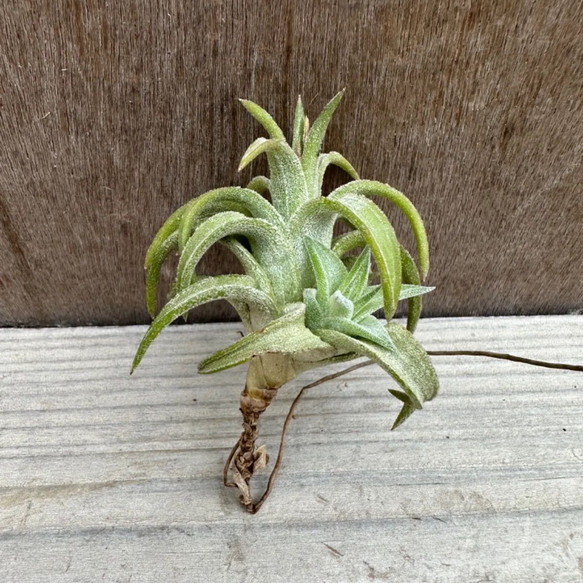 在庫大特価チランジア ヴァンハイニンギー ジャンボ 4株セットTillandsia ionantha var. van-hyningii \'Jumbo\' ★海外タイから発送★ アナナス