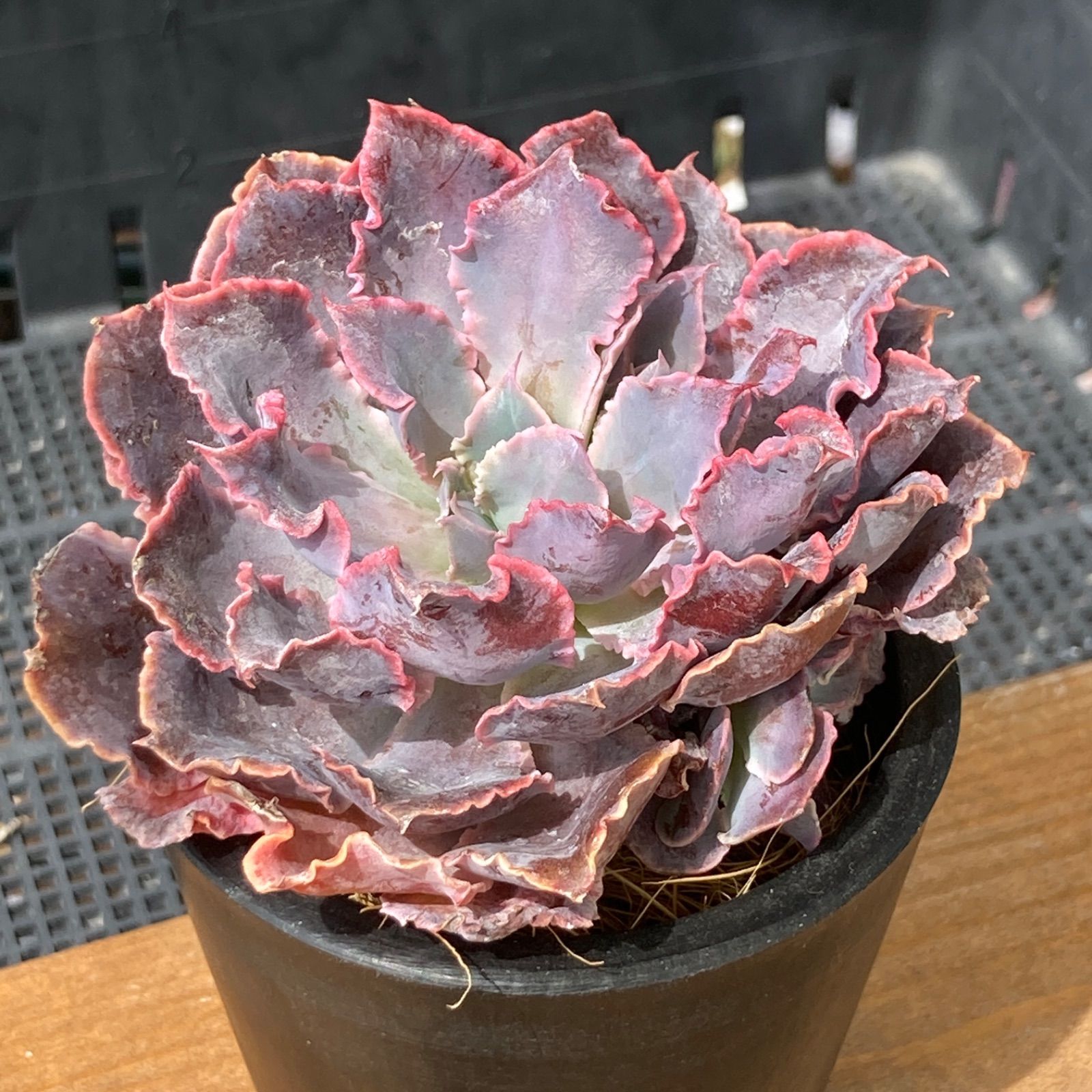 新入荷】エケべリア シャビアナトリュフ 多肉植物韓国苗【ポコ 新入荷】エケべリア シャビアナトリュフ 多肉植物韓国苗【ポコ