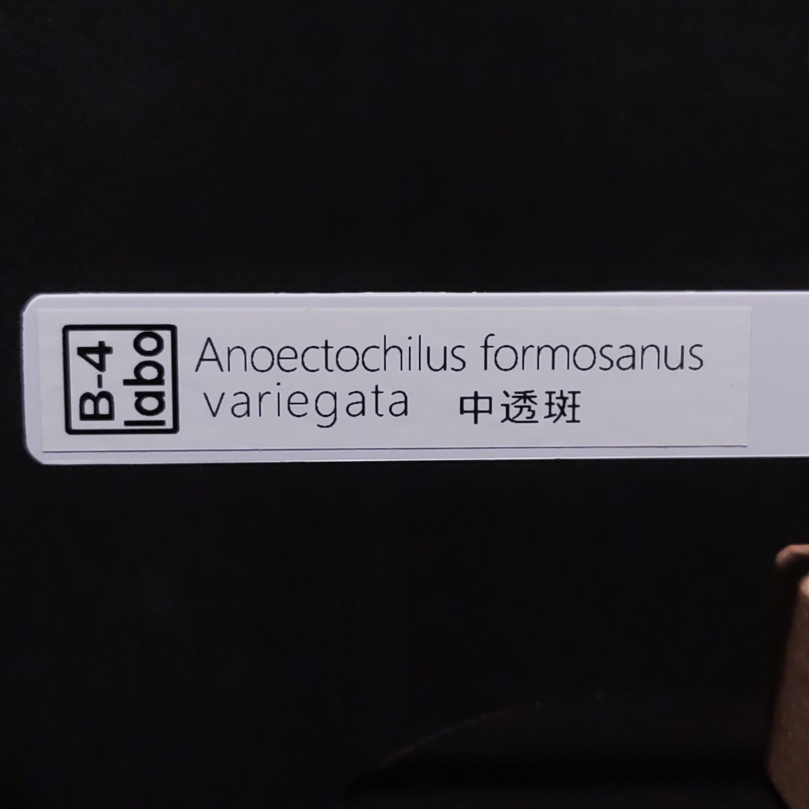 中透斑 new