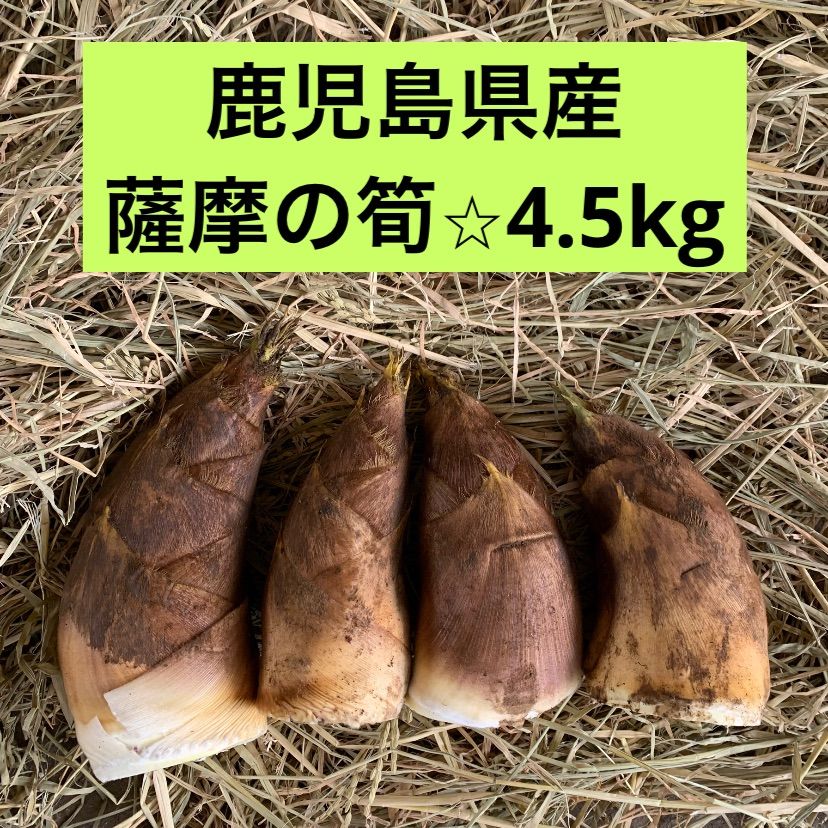 たけのこ タケノコ 熊本県産 - 野菜