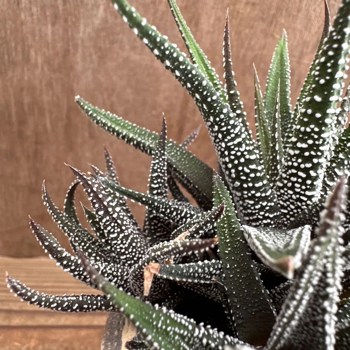 ハオルチア 松の雪 切り株風鉢 現品 観葉植物 観葉 植物 珍奇植物 珍奇