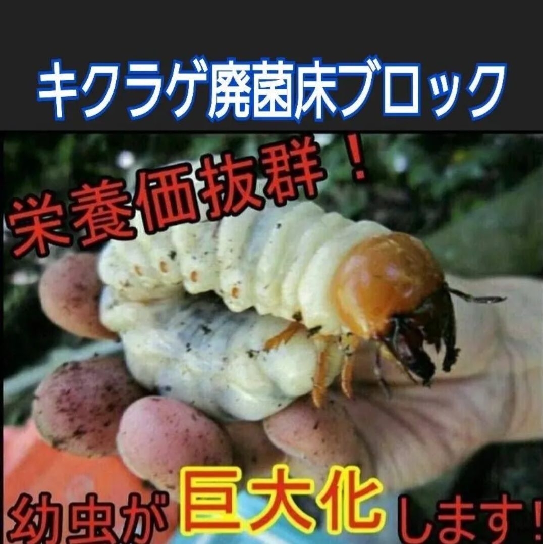 カブトムシ幼虫の栄養強化に！　椎茸菌床ブロック【10個】クヌギ100％ ブロックのまま発酵マットに埋め込むだけで幼虫がモリモリ食べます！