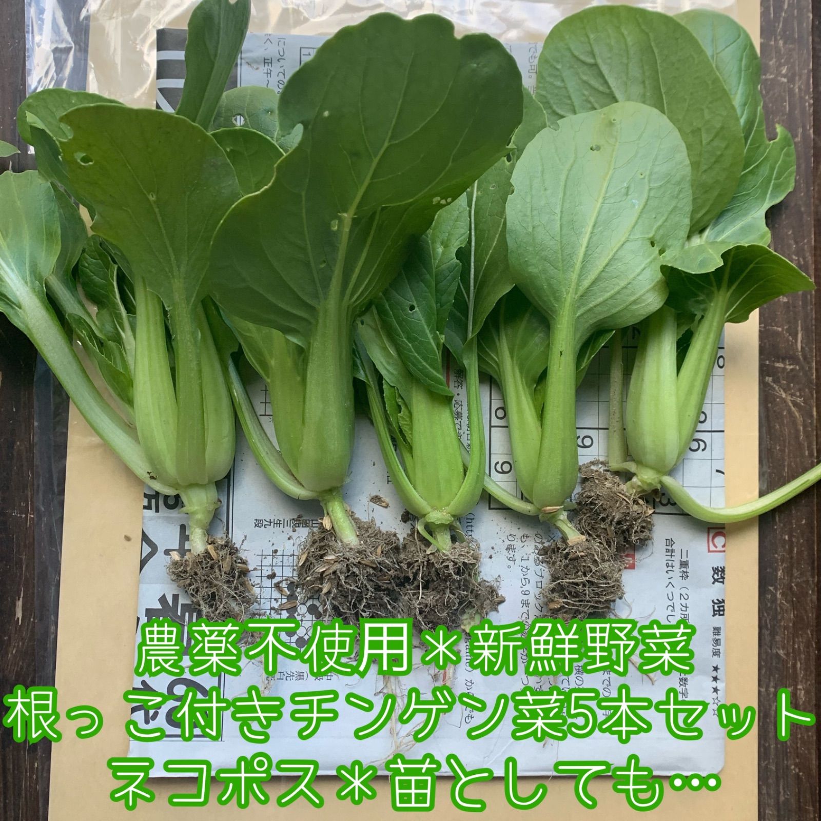 鸡毛菜苗 上海青 菜苗 ミニ青梗菜の苗 食用 ネコポスいっぱい Chickpea