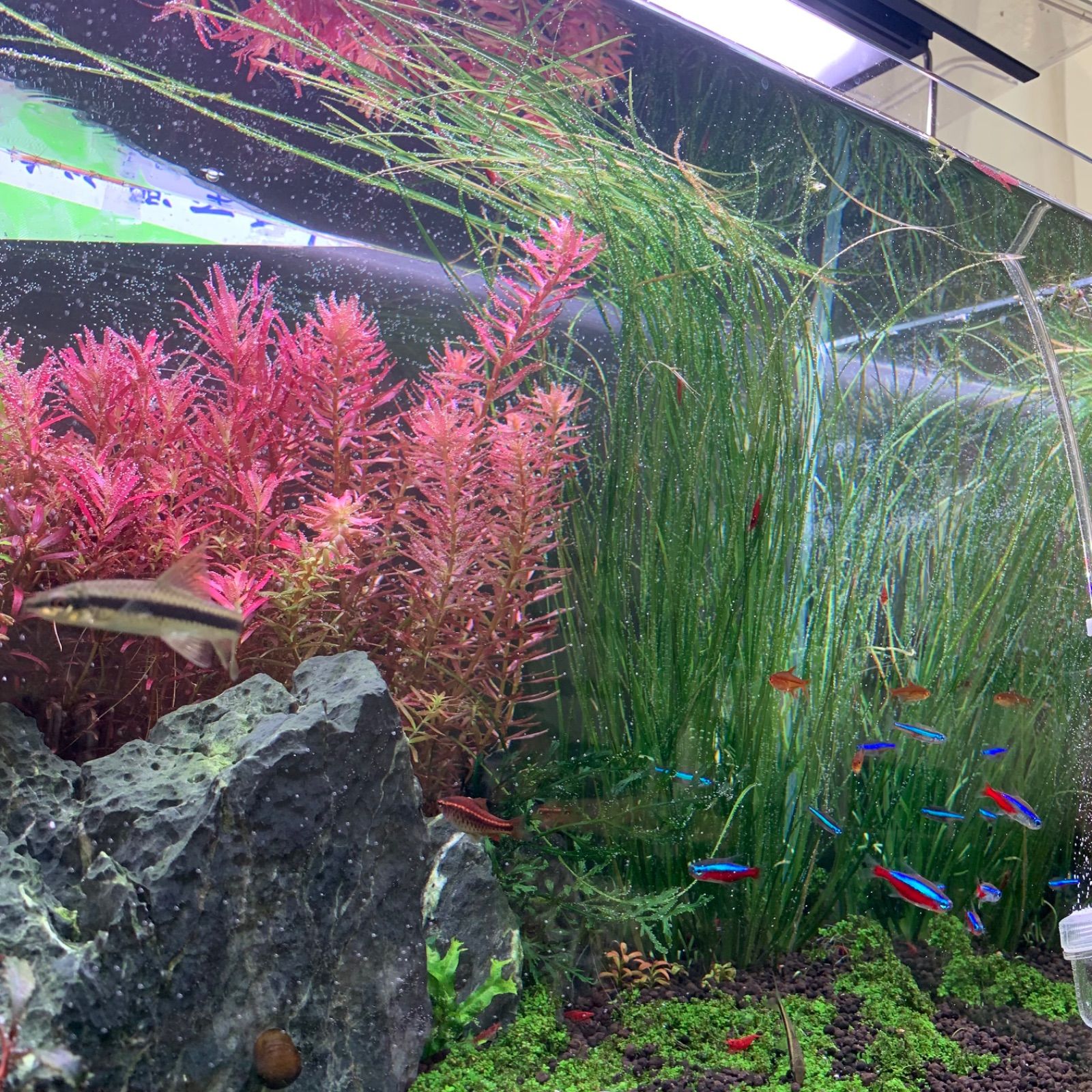 エリオカウロンspソーシャルフェザーダスター - メルカリ