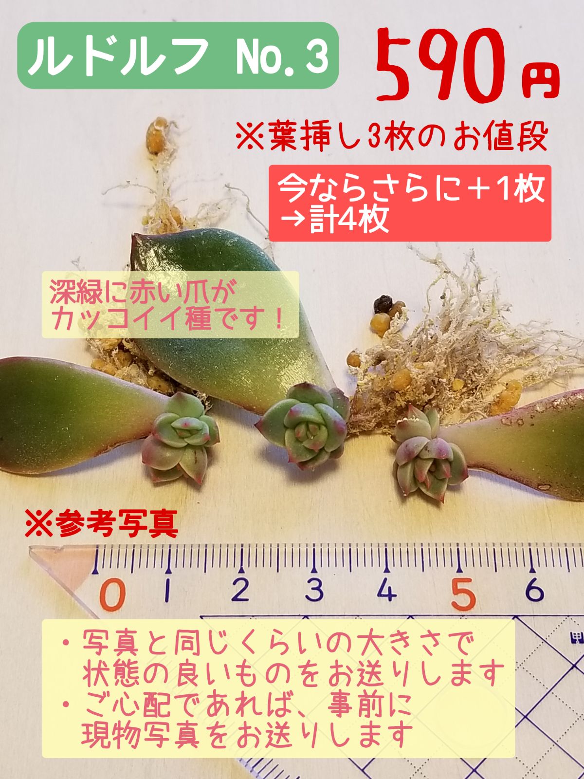 多肉植物 エケベリア ルドルフNO.3 葉挿し 抜き苗(しっかり発根)3＋1枚
