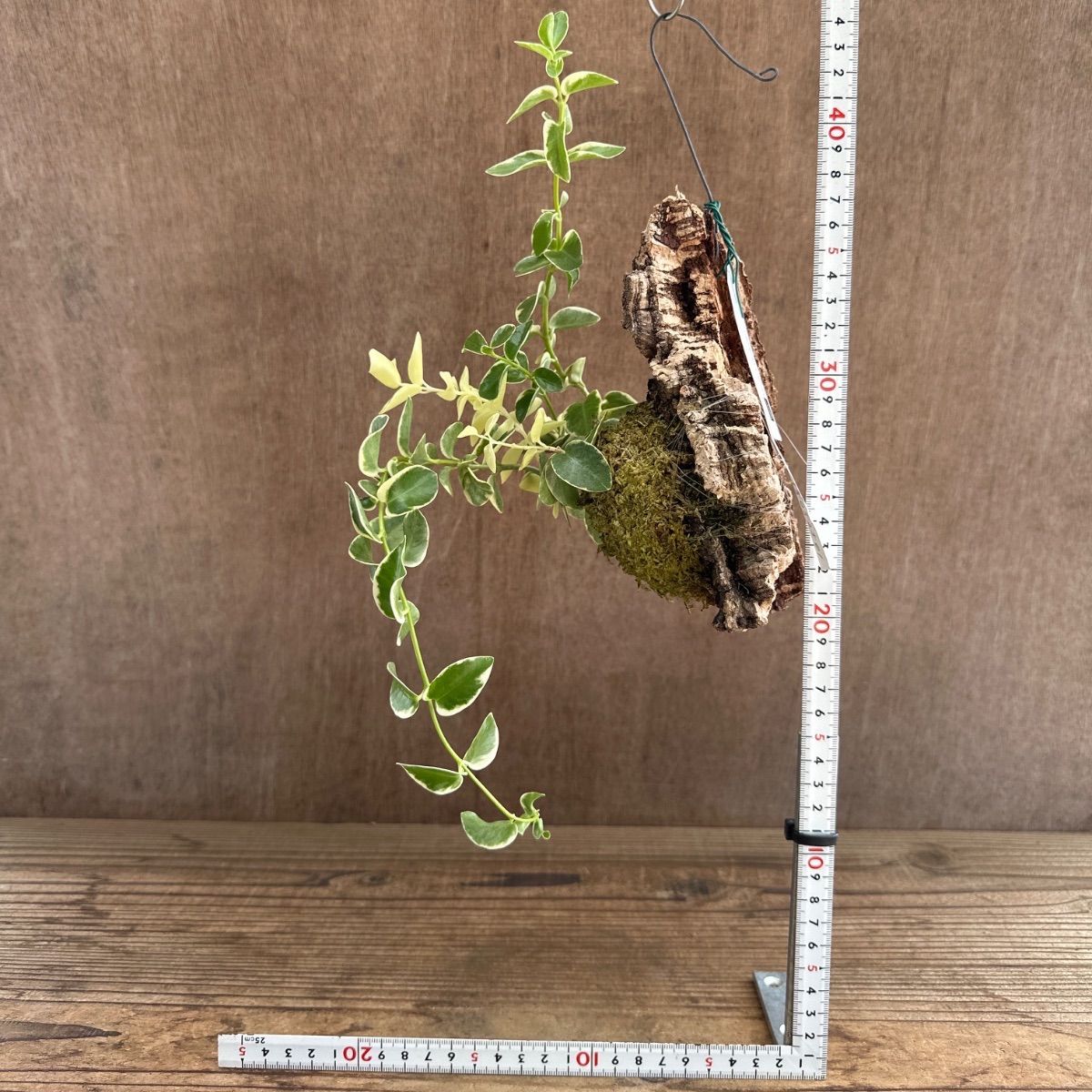 レア　珍種　ホヤ　パキクラダ内斑入り　サクララン レア 珍種 ホヤ パキクラダ内斑入り サクララン