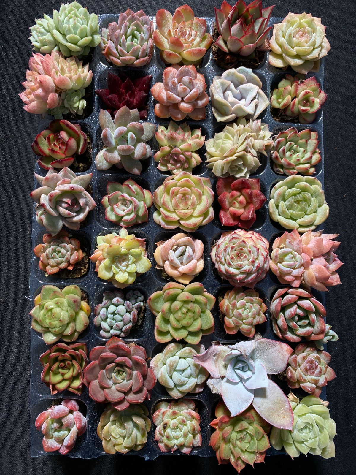 No.32 ❁マルガン×アルバビューティー❁ 抜き苗 多肉植物 寄せ植え No.32