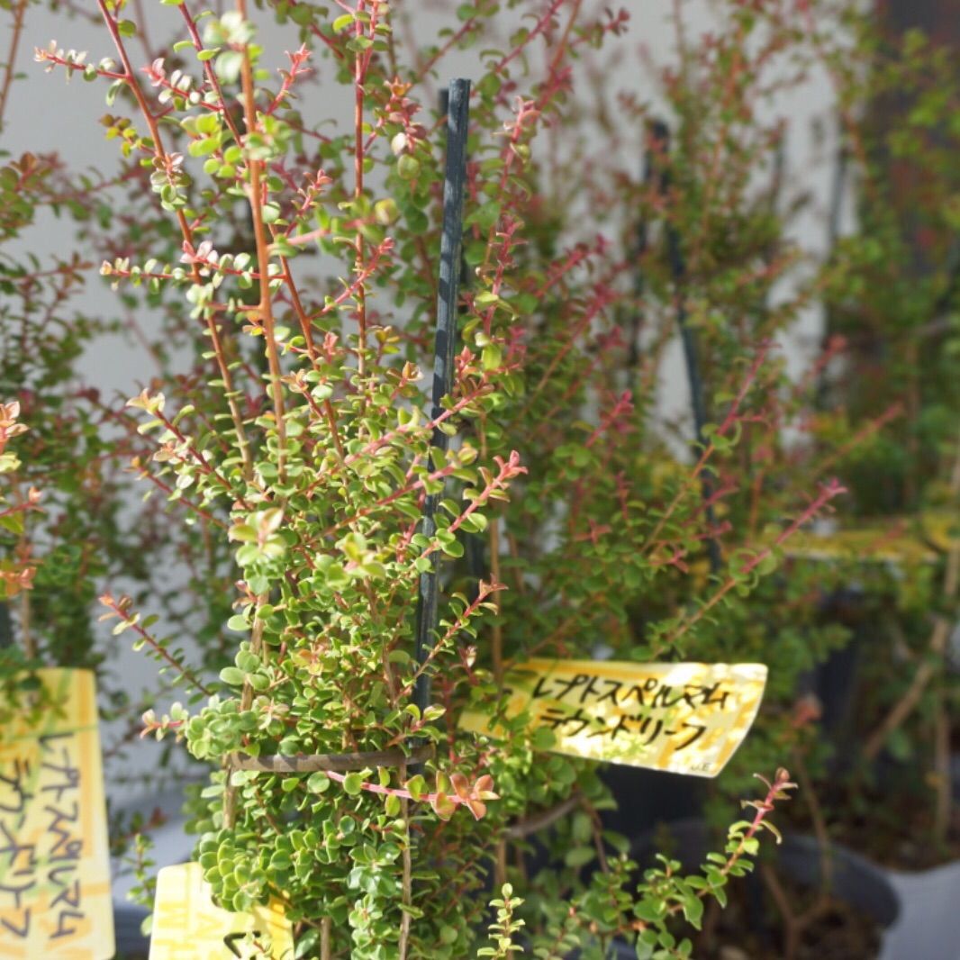 レプトスペルマム ラウンドリーフ 2苗セット - メルカリ